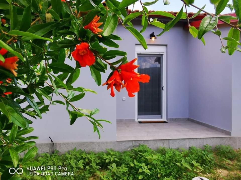 Ktima Mimoza Apartment Sykia Chalkidikis Exterior photo